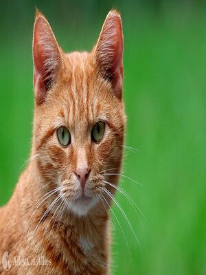 cover image of Is that my cat? season two episode seven